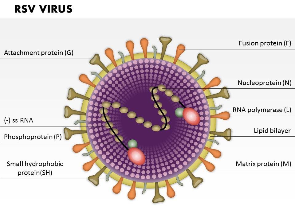 RSV VIRUS